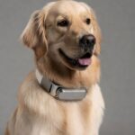 dog wearing smart collar for tracking and safety