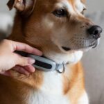 A human hand gently checking the fit or placement of a smart collar on a mid-sized dog's neck