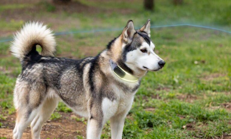 Dog wearing a smart collar with a virtual GPS fence boundary visible in the backyard