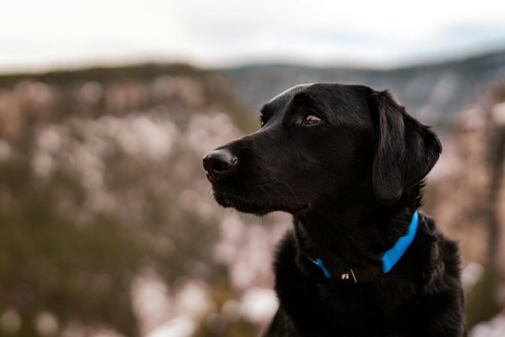 Showing a dog wearing Fi collar In Fi vs Tractive comparison article
