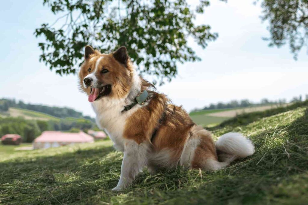 Dog wearing tractive dog xl