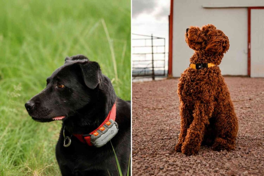 Tractive dog collar vs Fi dog collar compared side by side for pet tracking
