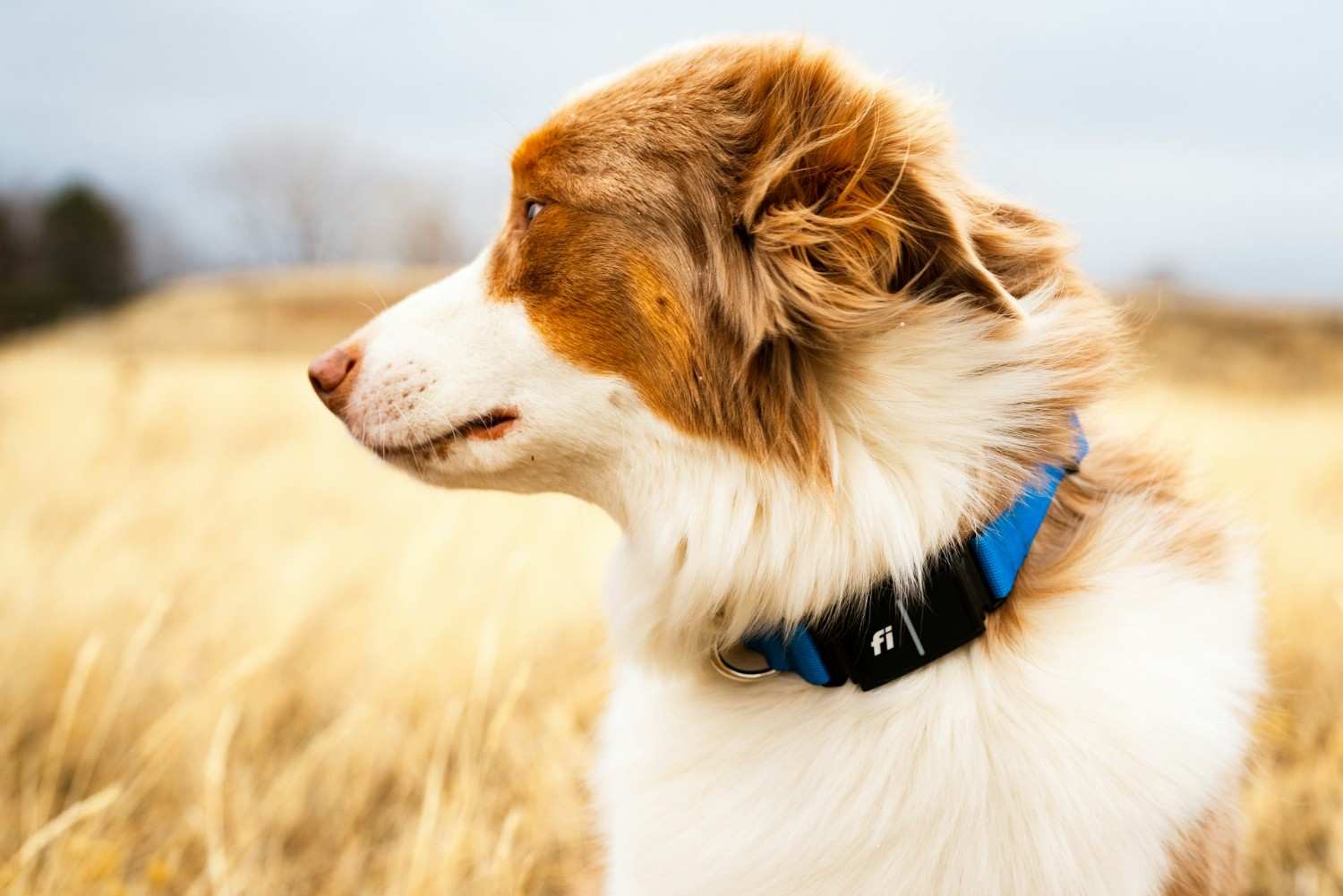Dog wearing Fi series 3+ gps collar