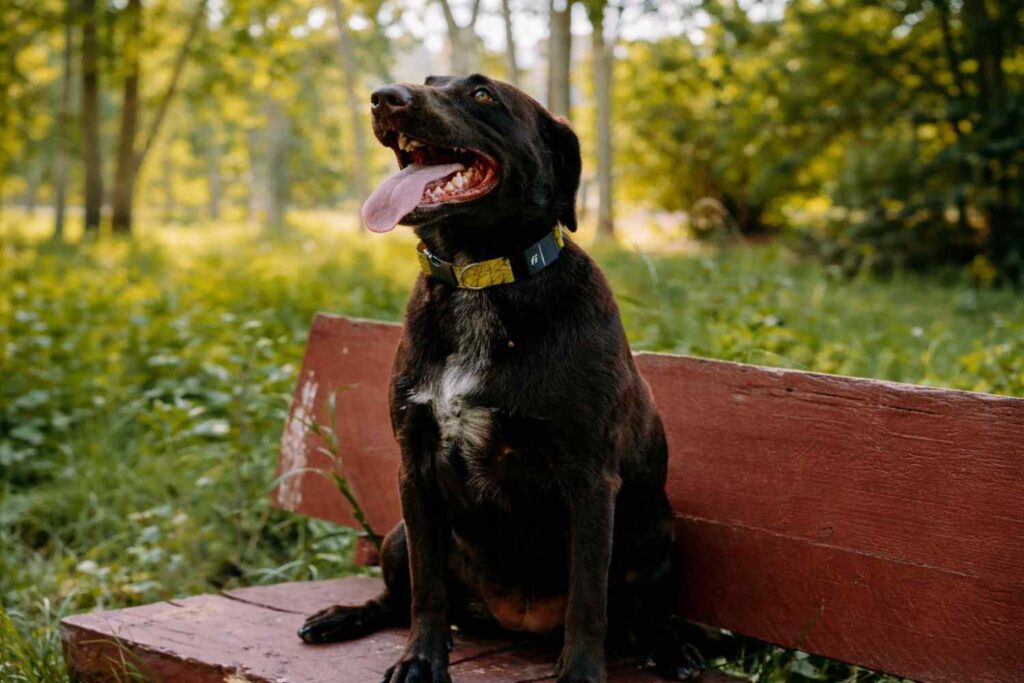 Dog wearing Fi GPS collar outdoors in Fi Series 3+ vs Fi Mini comparison