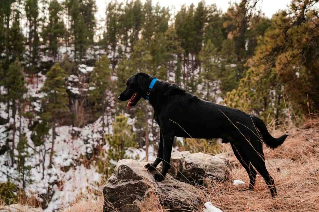 Black dog wearing a Fi dog collar during a hike in forest