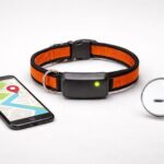 GPS dog collar vs microchip shown with a tracking collar, smartphone map, and magnifying glass highlighting a tiny pet microchip