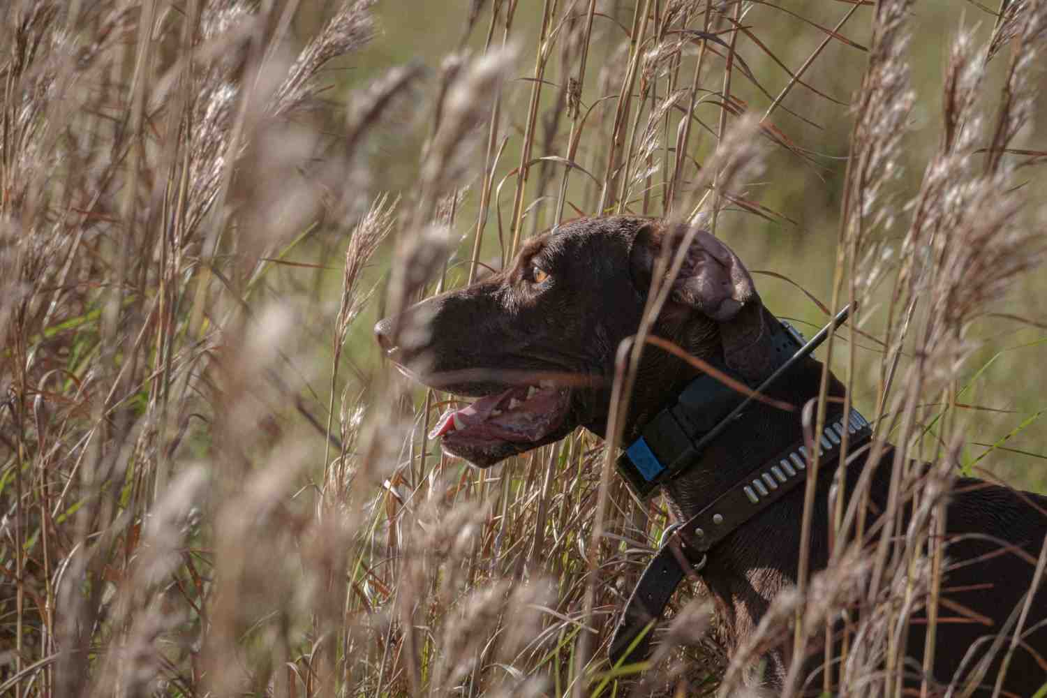 Hunting dog wearing a GPS tracking collar in tall grass, illustrating a Garmin Alpha dog tracker setup.