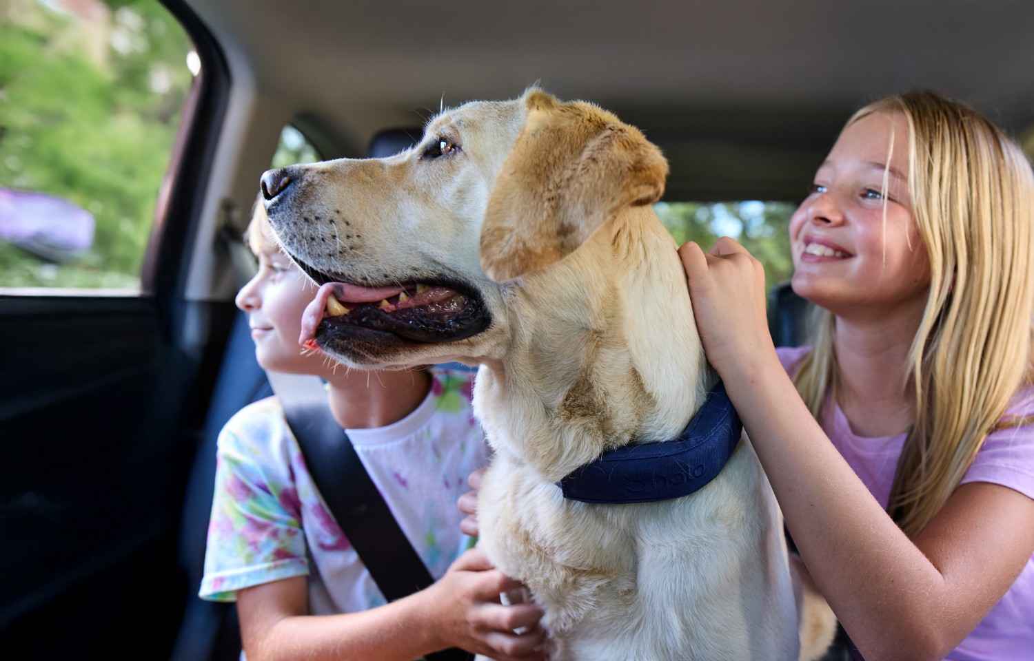 A dog wearing Halo collar and enjoying happily with kids.