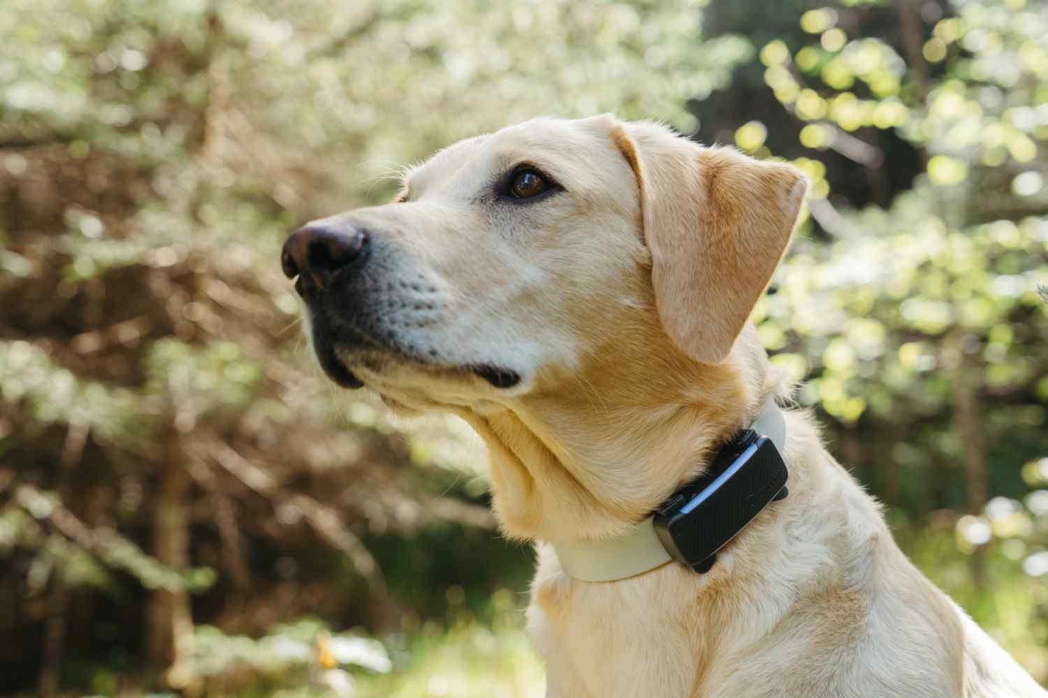 A dog wearing Tractive Dog 6 in the woods